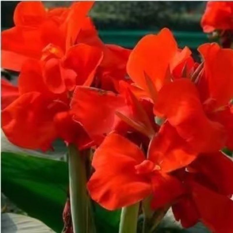 美人蕉苗，美人蕉芽，美人蕉种球，基地直发量大优惠