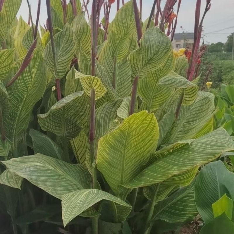 美人蕉苗，美人蕉芽，美人蕉种球，基地直发量大优惠