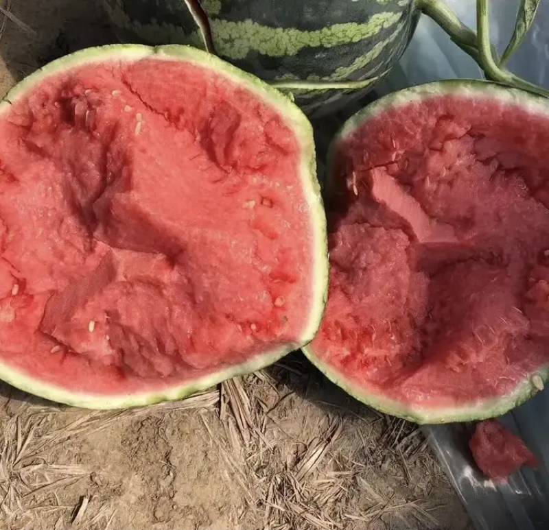 西瓜美都西瓜陕西西瓜大量供应中产地一手货源质量三包
