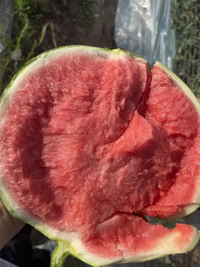 西瓜美都西瓜陕西西瓜大量供应中产地一手货源质量三包