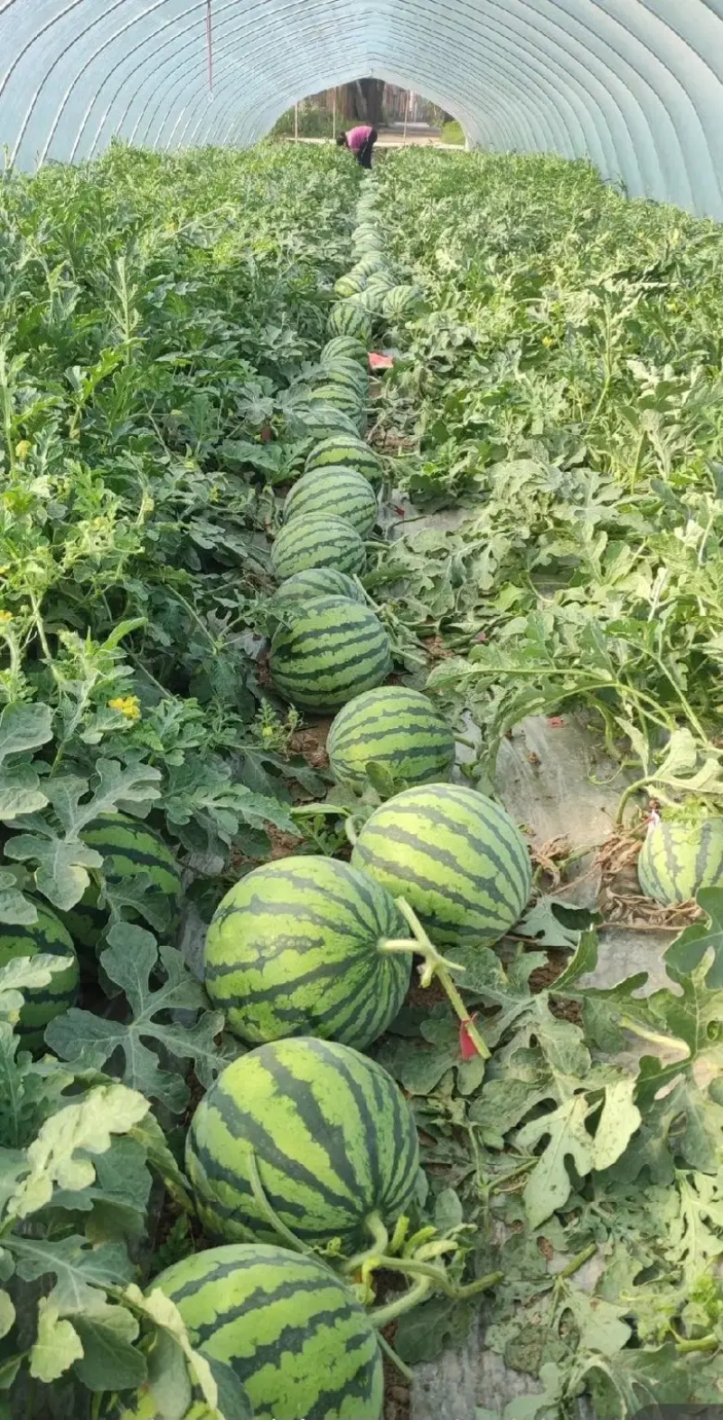 西瓜美都西瓜陕西西瓜大量供应中产地一手货源质量三包