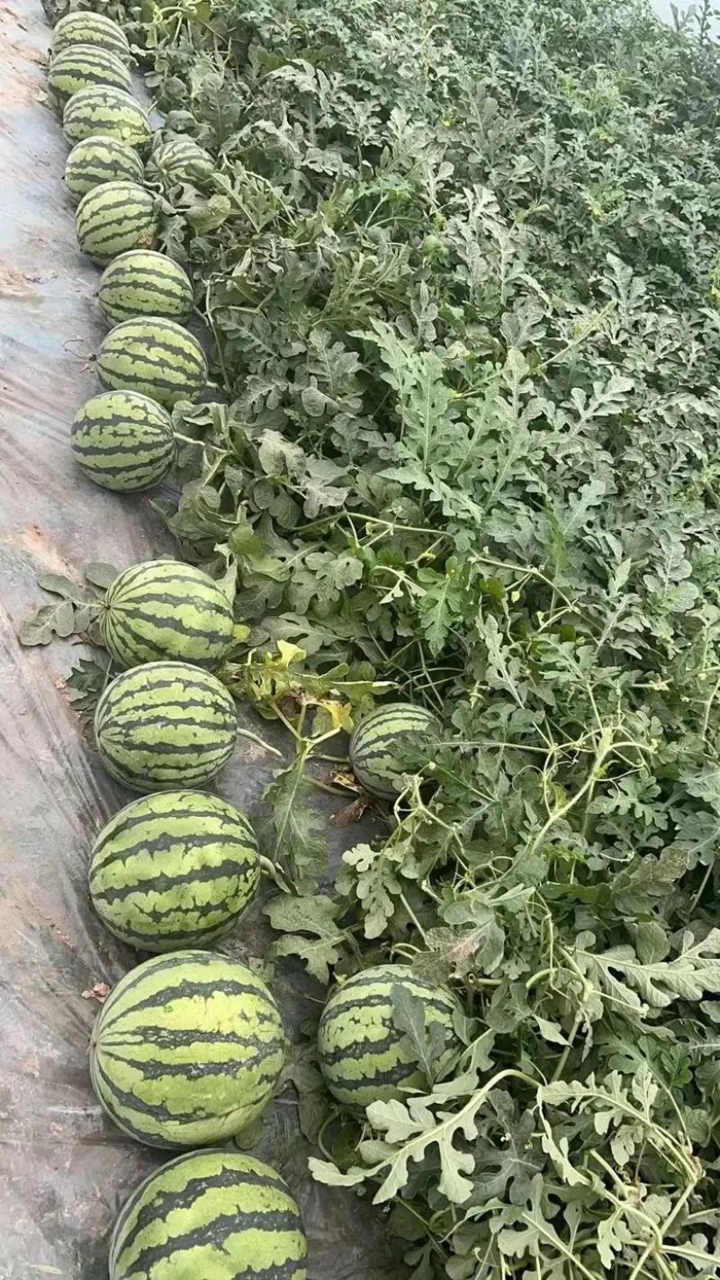 西瓜美都西瓜陕西西瓜大量供应中产地一手货源质量三包