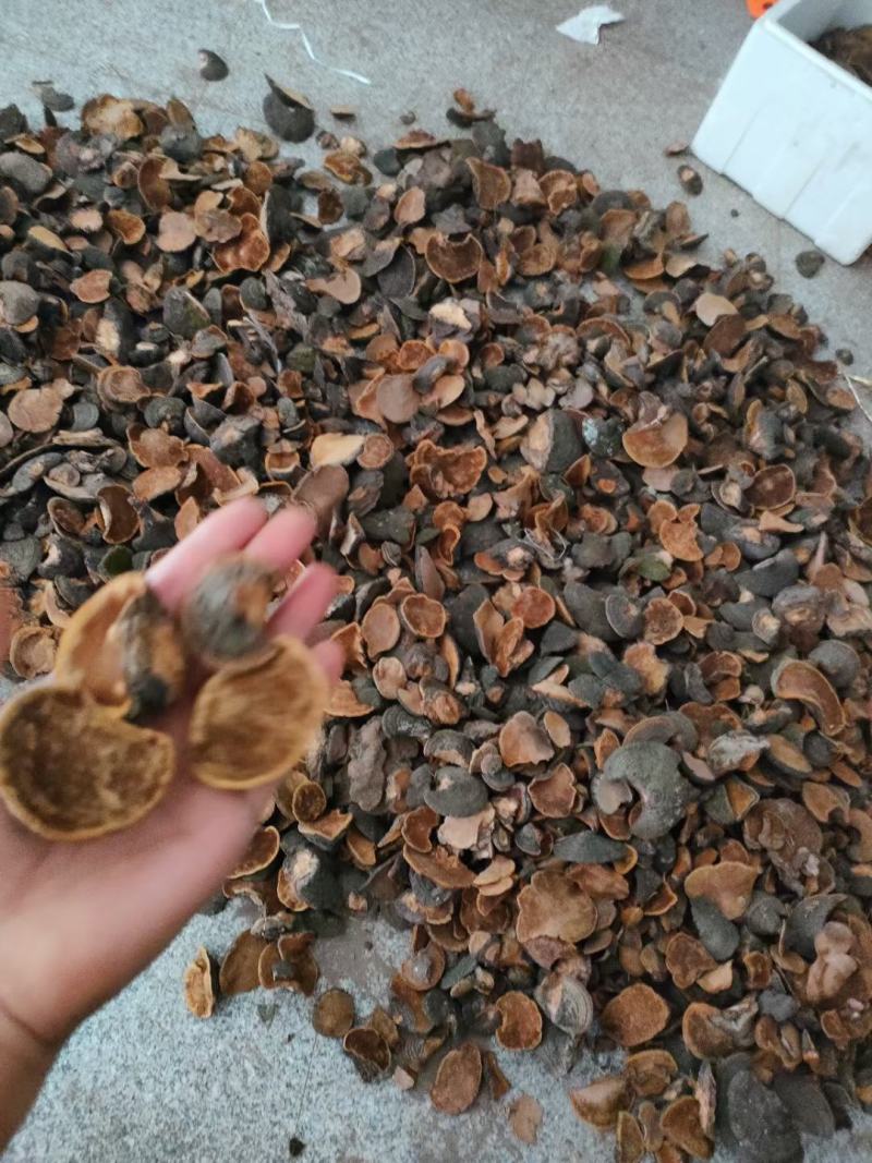 暴马丁香桑黄