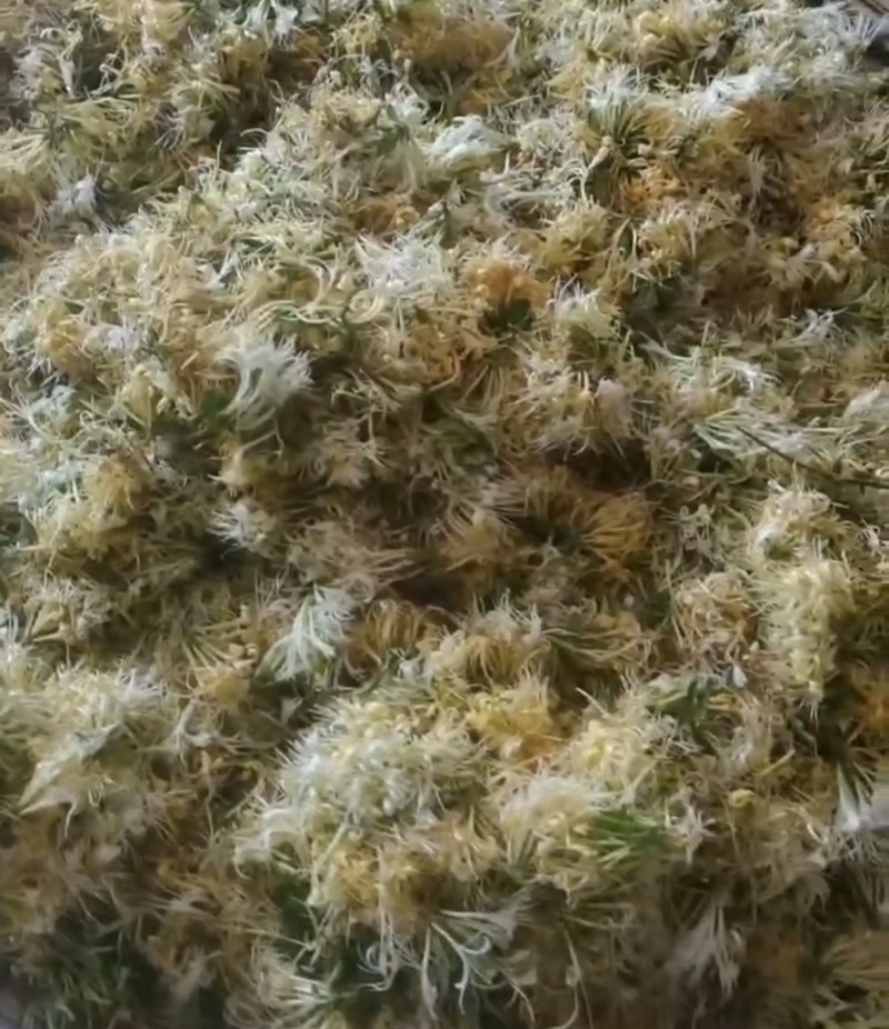 金银花