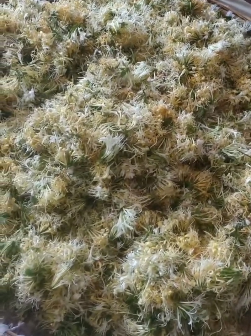 金银花
