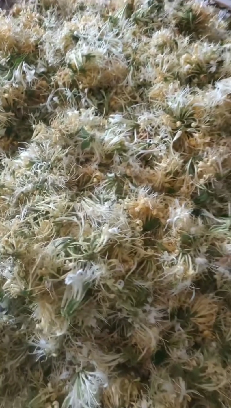 金银花
