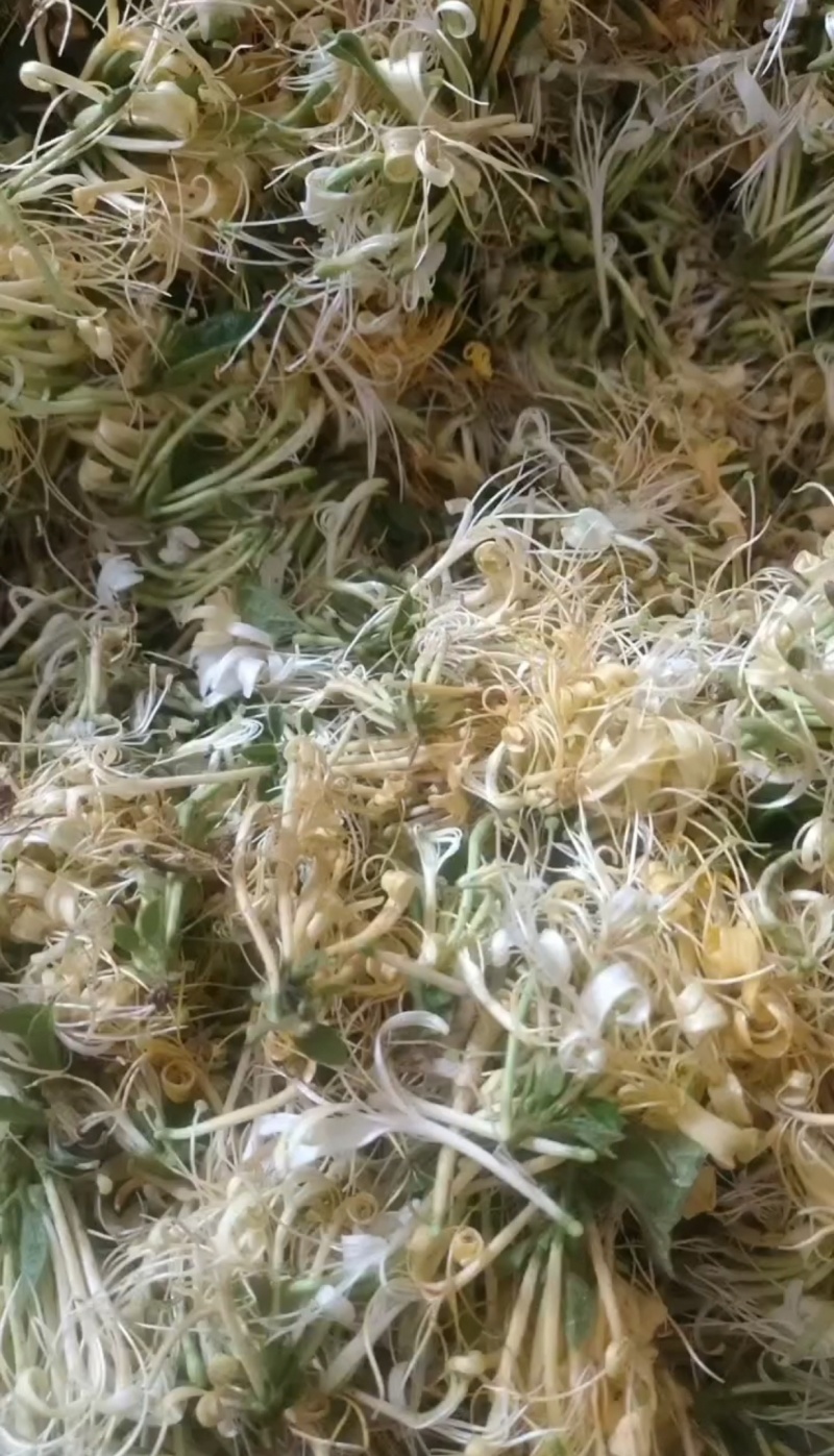 金银花