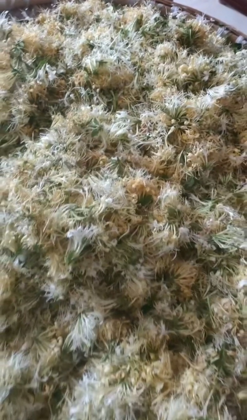 金银花