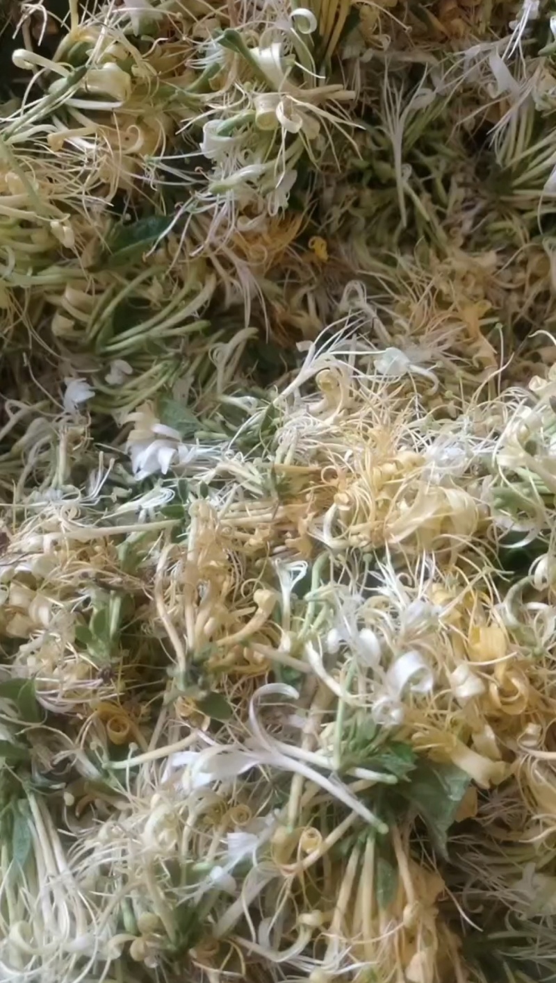 金银花