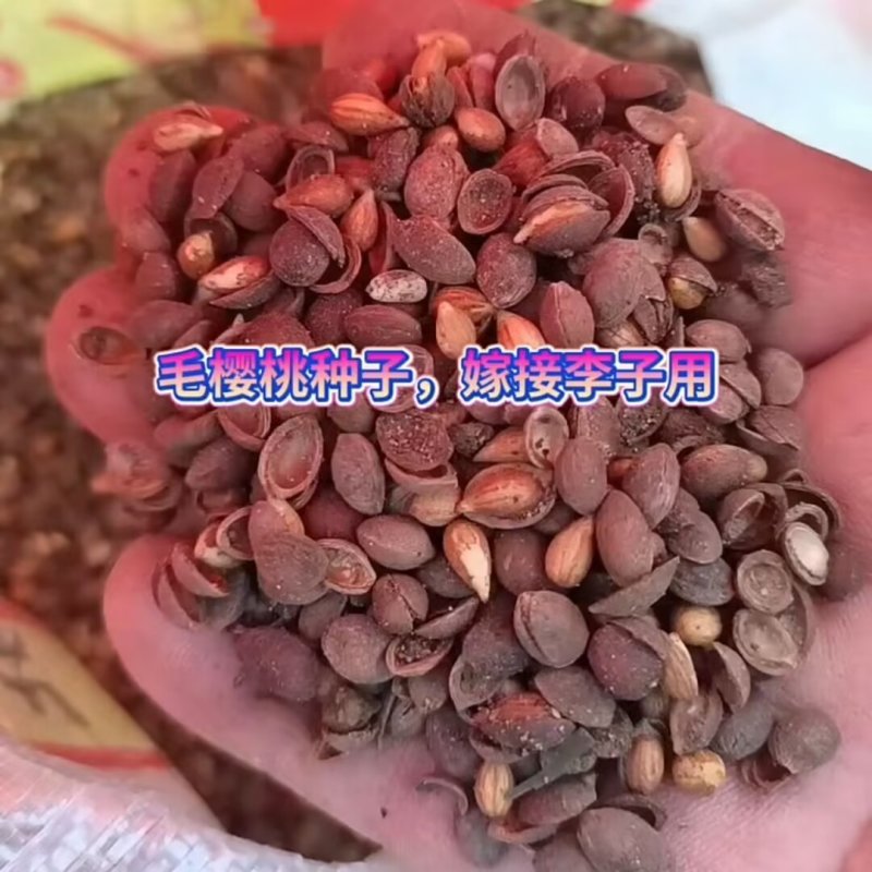 毛樱桃种子(嫁接各种耐寒李子苗品种专用砧木种子)基地直发