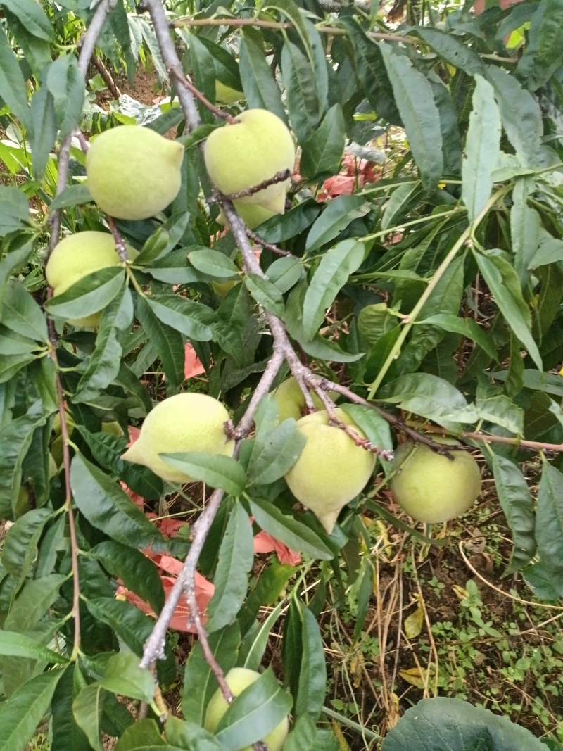 云南红河州蒙自新安所鹰嘴桃水蜜桃（迷你小果）