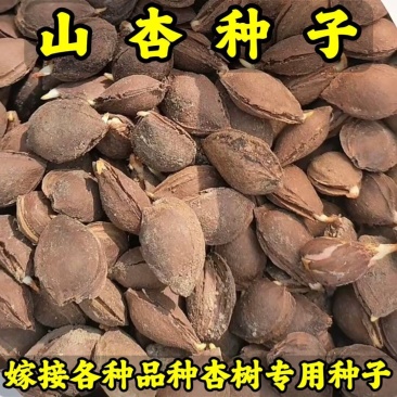 杏种子-杏芽(嫁接各种杏树苗品种专用砧木种子)-基地直发
