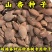 杏种子-杏芽(嫁接各种杏树苗品种专用砧木种子)-基地直发