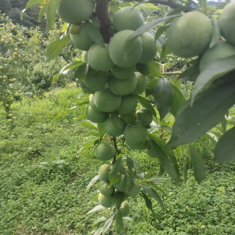 自家清脆。