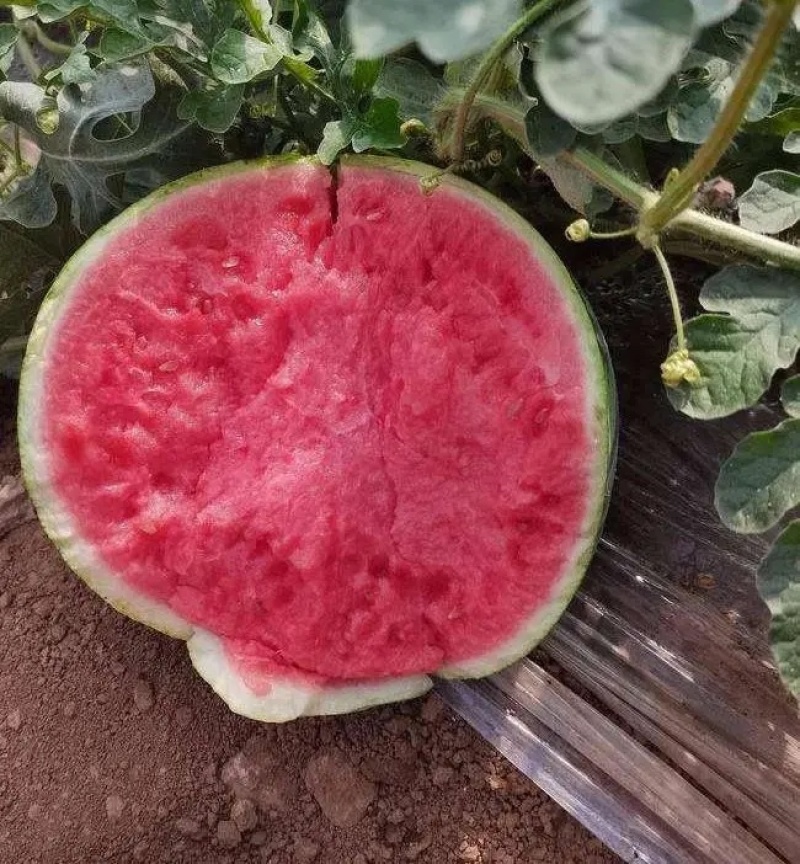 【麒麟西瓜】开封通许精品西瓜大量上市产地直发