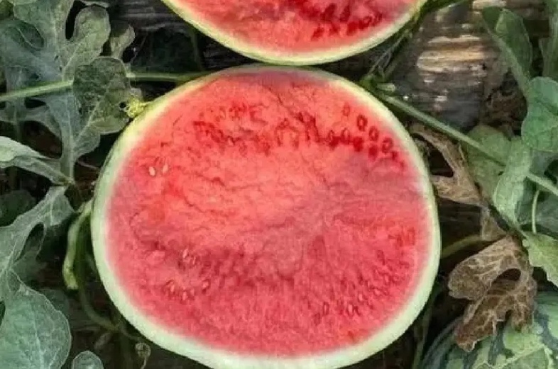 挑选麒麟西瓜示意图