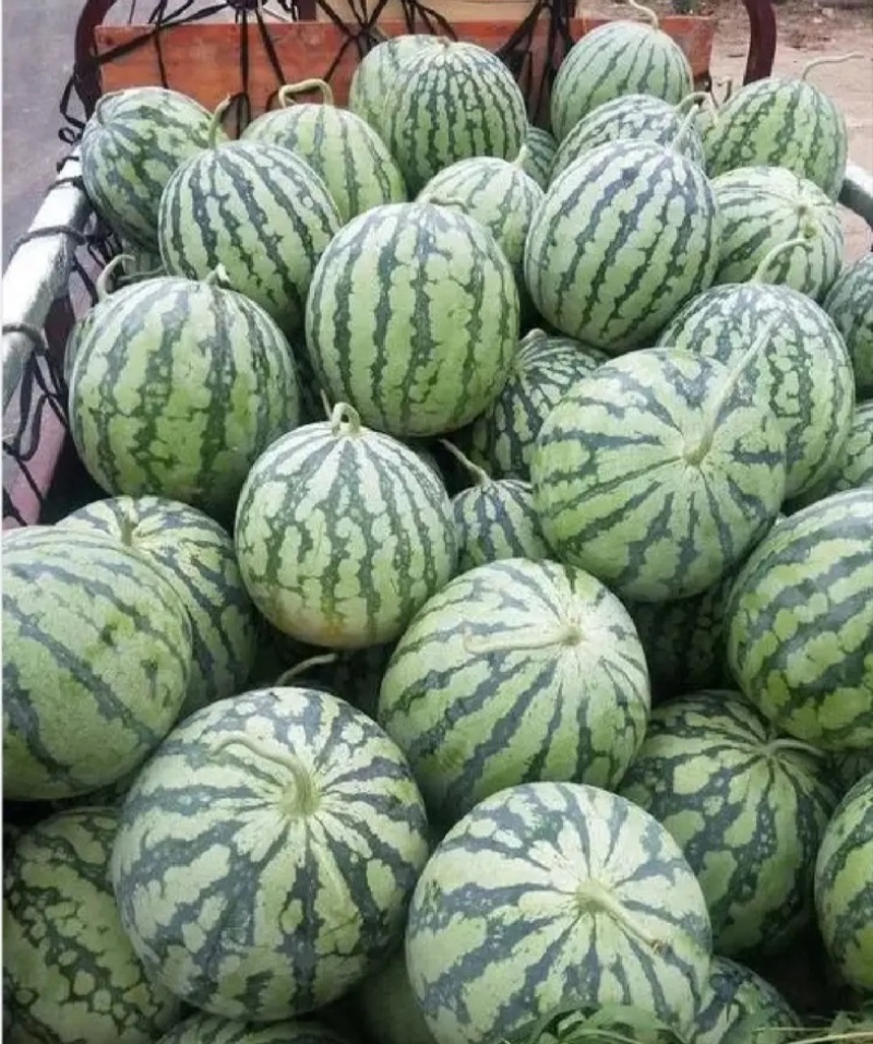 【麒麟西瓜】开封通许精品西瓜大量上市产地直发