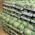 【麒麟西瓜】开封通许精品西瓜大量上市产地直发