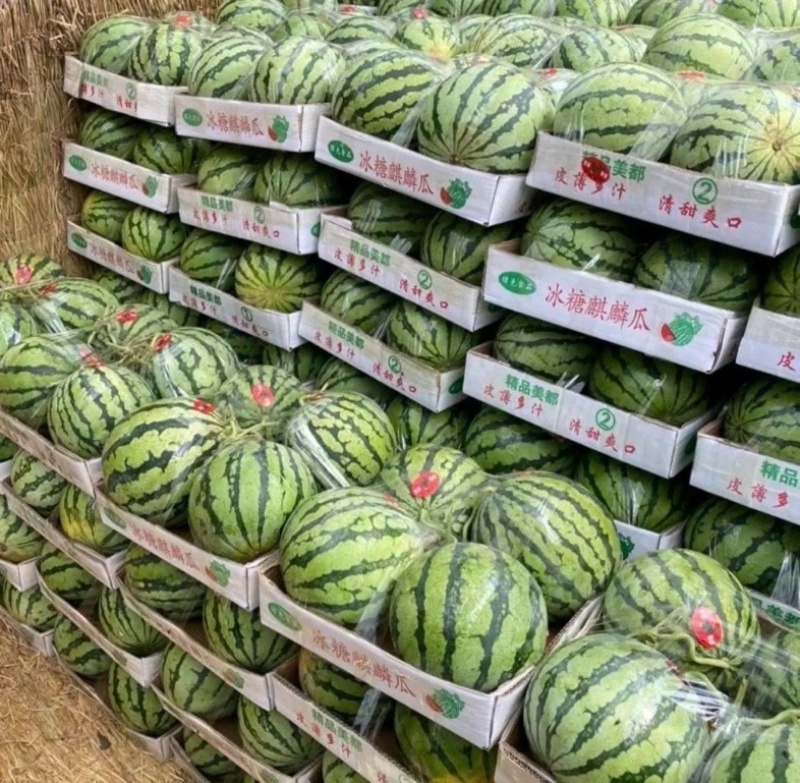 【麒麟西瓜】开封通许精品西瓜大量上市产地直发