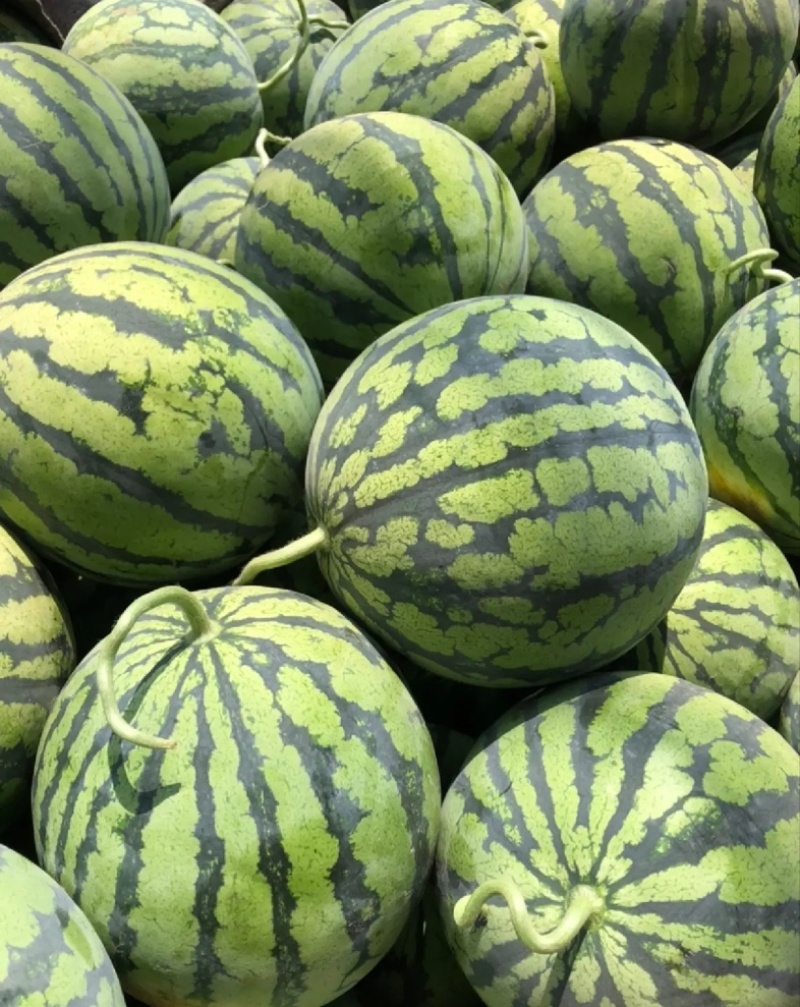 【麒麟西瓜】开封通许精品西瓜大量上市产地直发