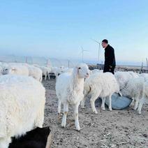 河北省张家口市尚义县羔羊销售，育肥养殖27.8斤左右