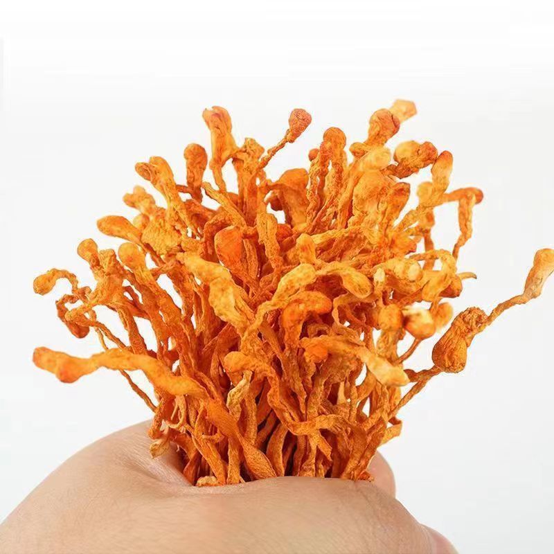 正品虫草花干货整箱批发新鲜虫草花商用餐饮食材无干燥剂品质