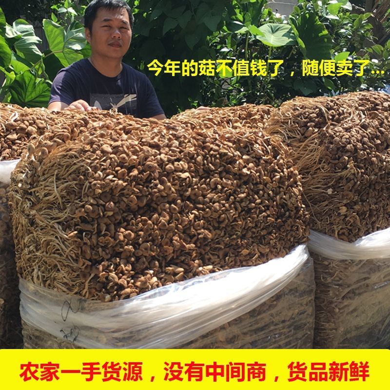 净重茶树菇干货当季新货新鲜4斤10斤散装批发煲汤产商用无