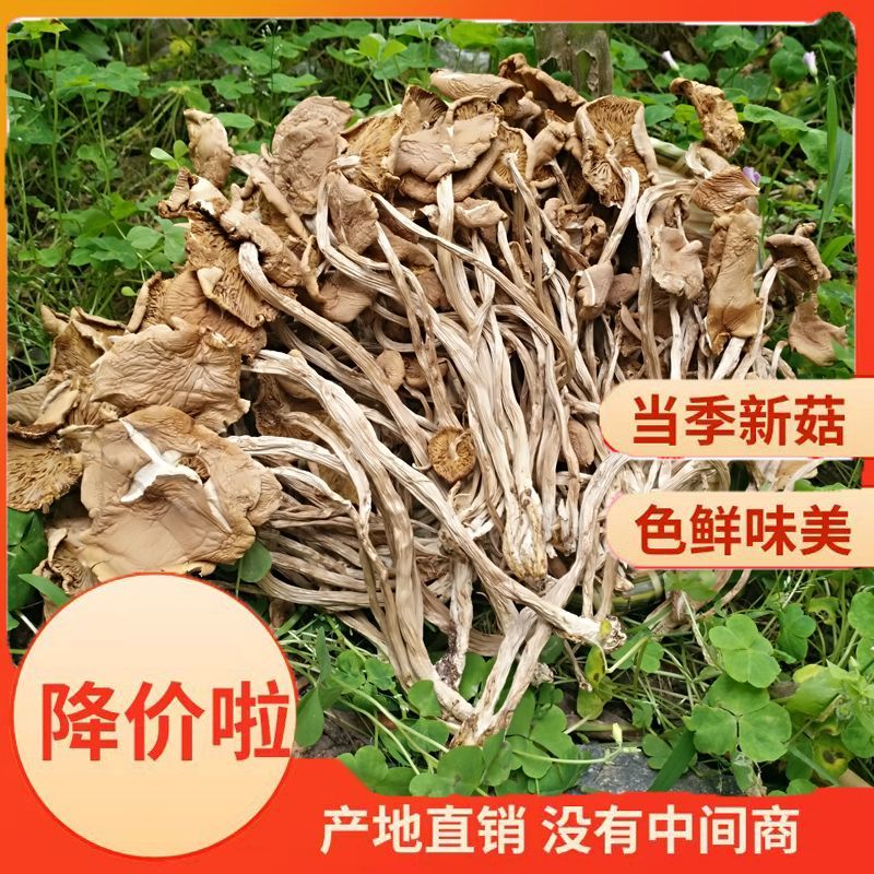 净重茶树菇干货当季新货新鲜4斤10斤散装批发煲汤产商用无