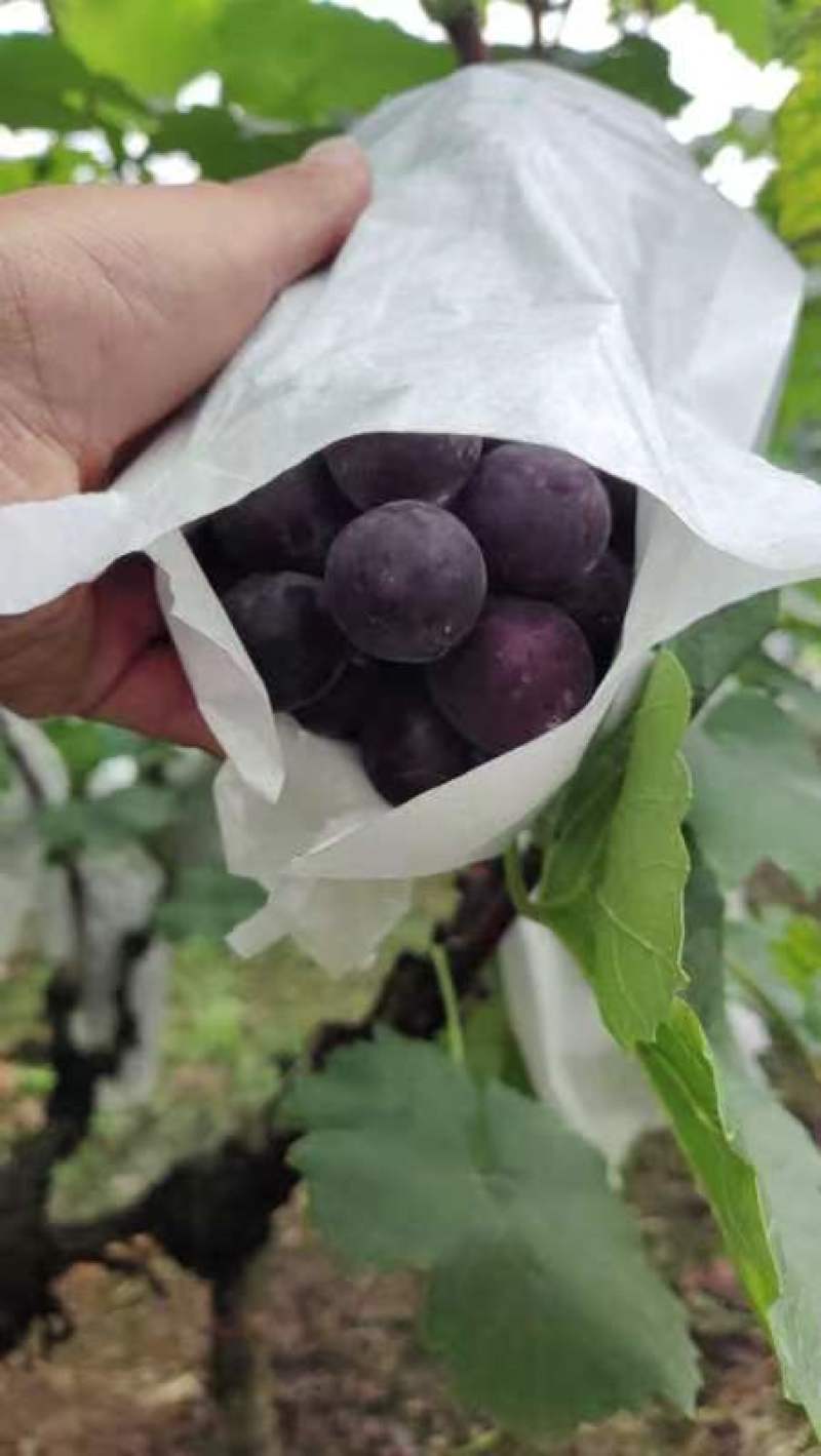 露天夏黑葡萄头刀货，巴适得很