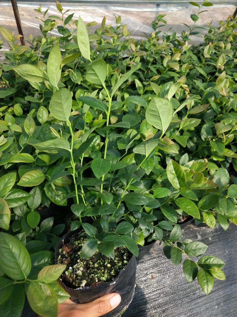 蓝莓苗L25法新绿宝石F6H5公爵薄雾奥尼尔德雷铂