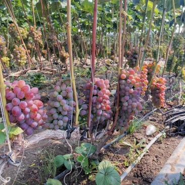 暖棚茉莉香葡萄即将大量上市，欢迎有实力的客商前来采购