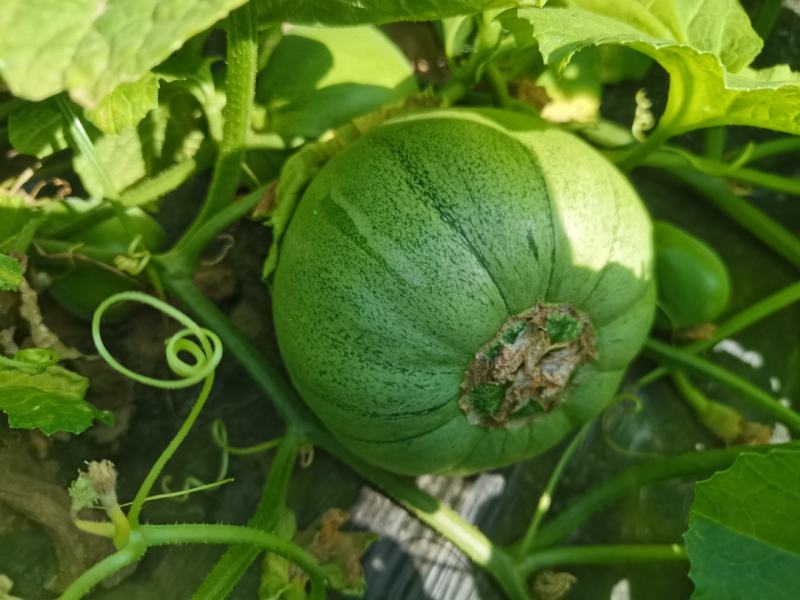 大荔沙地露天种植绿宝甜瓜