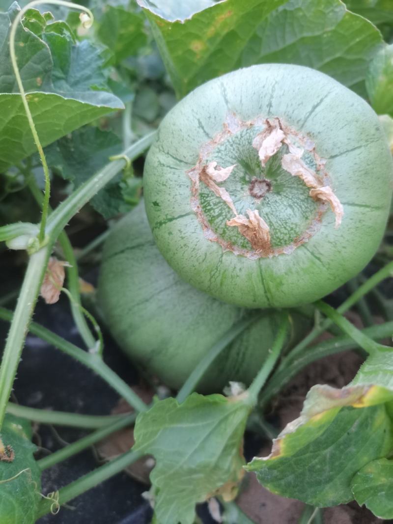 大荔沙地露天种植绿宝甜瓜