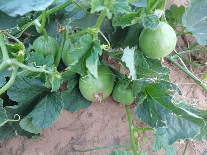 大荔沙地露天种植绿宝甜瓜