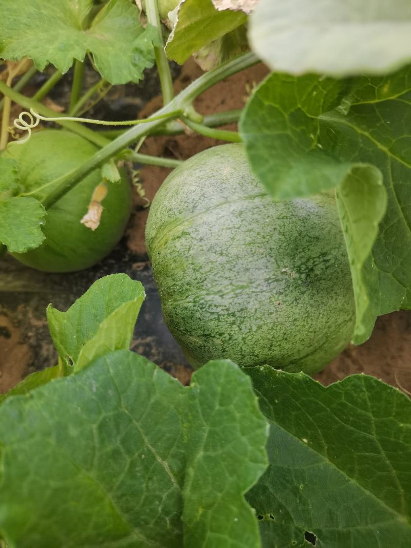 大荔沙地露天种植绿宝甜瓜