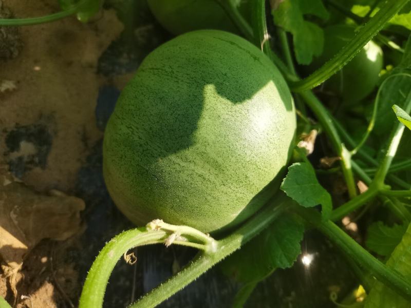 大荔沙地露天种植绿宝甜瓜