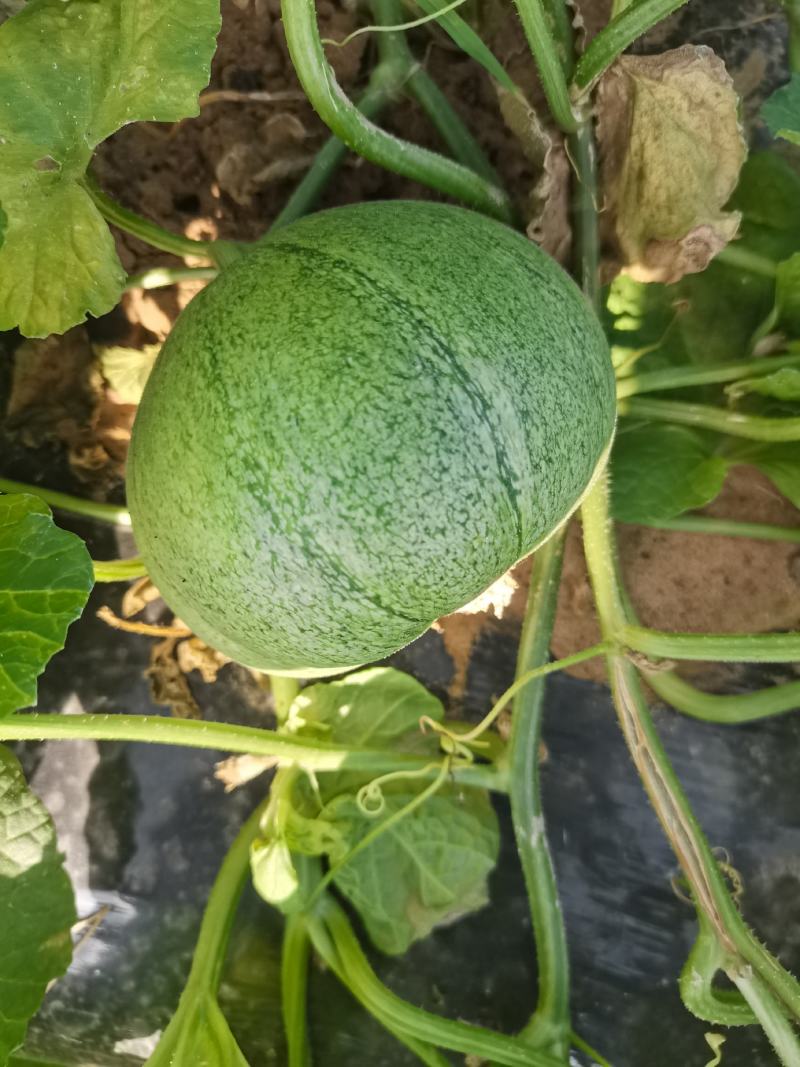 大荔沙地露天种植绿宝甜瓜