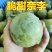 脱骨青脆奈李脆甜多汁电商货市场货非红心李三华李