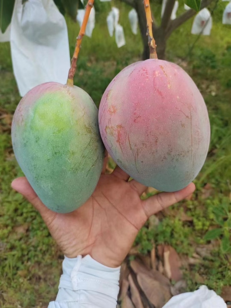 凯特芒，大量上市，供应全国市场电商工厂！