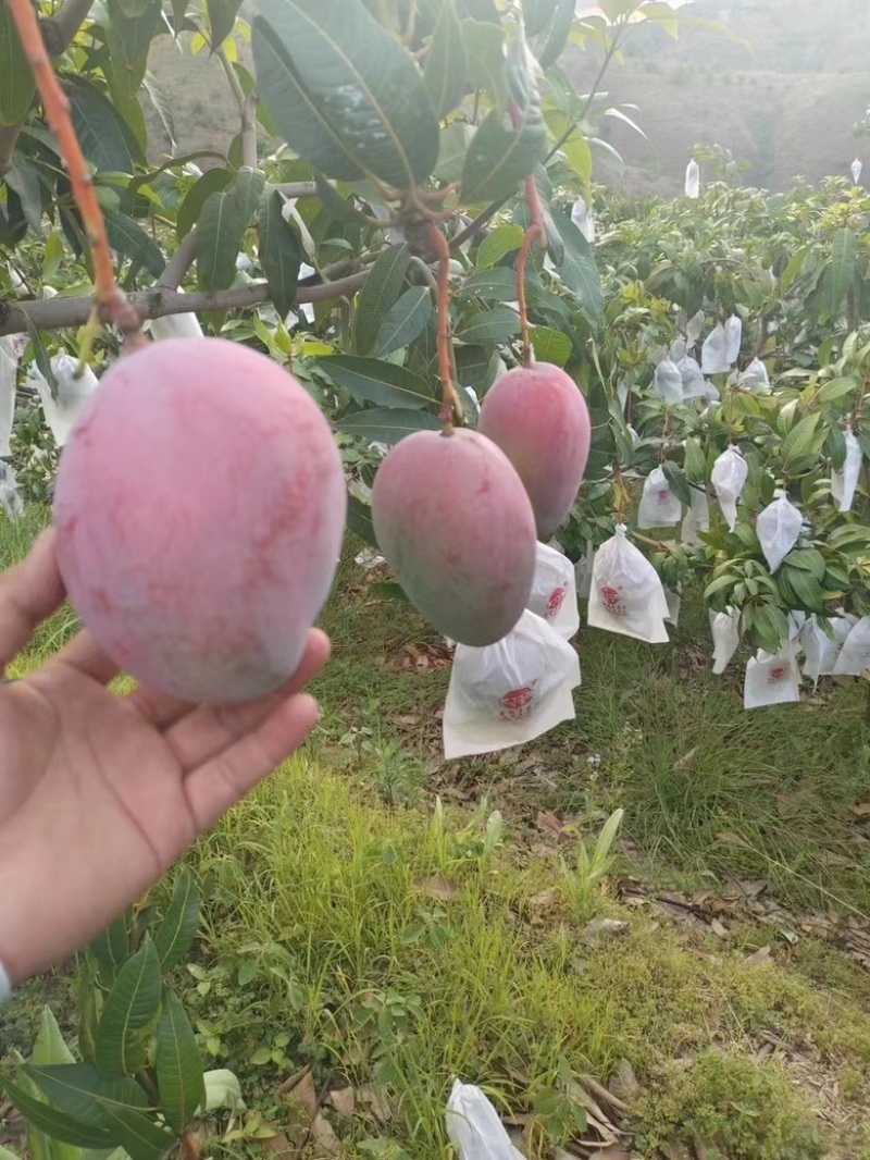 凯特芒，大量上市，供应全国市场电商工厂！