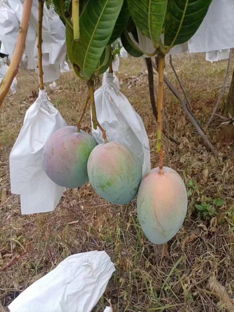 凯特芒，大量上市，供应全国市场电商工厂！