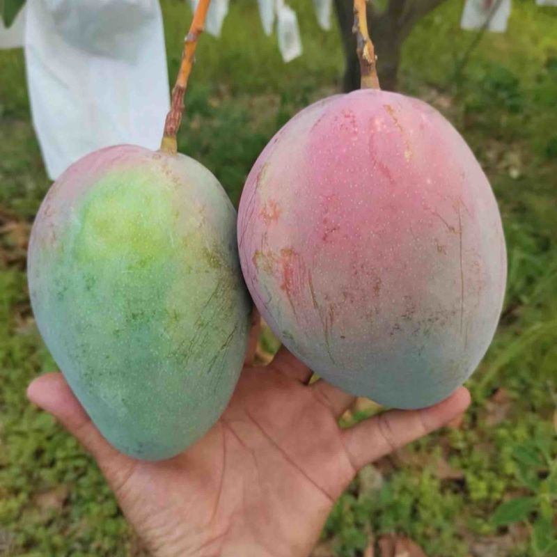 凯特芒，大量上市，供应全国市场电商工厂！
