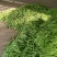 【推荐】小金豆四季豆山西应县豆角产地直供品类齐全量大质优