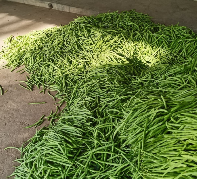 【推荐】小金豆四季豆山西应县豆角产地直供品类齐全量大质优