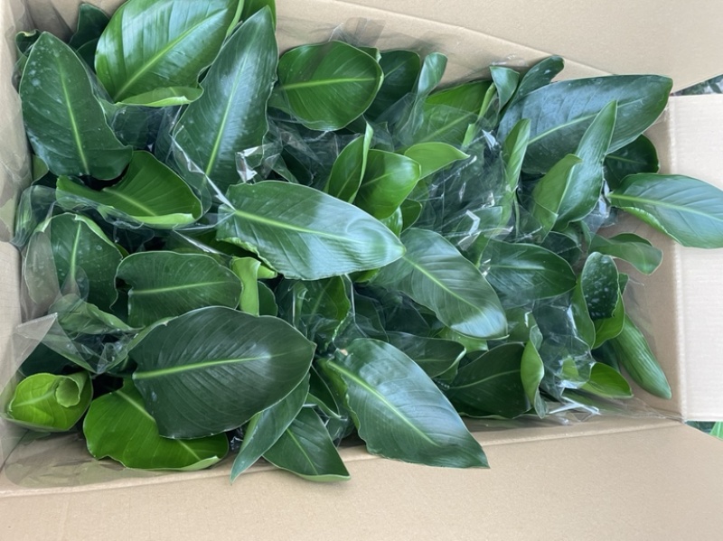 170盆双色盆天堂鸟（鹤望兰）