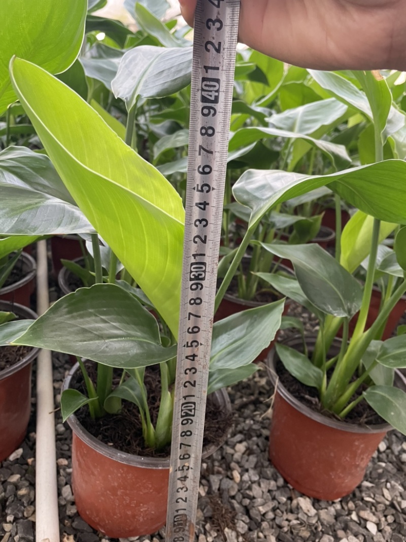 170盆双色盆天堂鸟（鹤望兰）