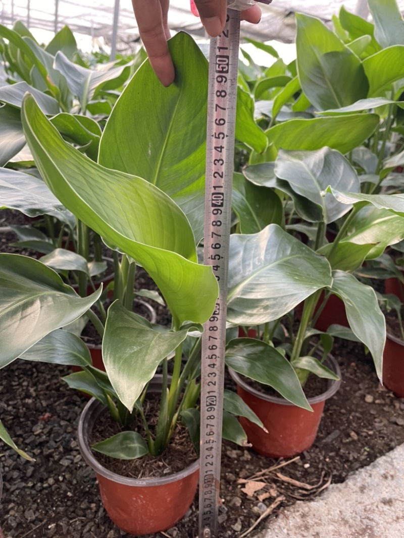 170盆双色盆天堂鸟（鹤望兰）