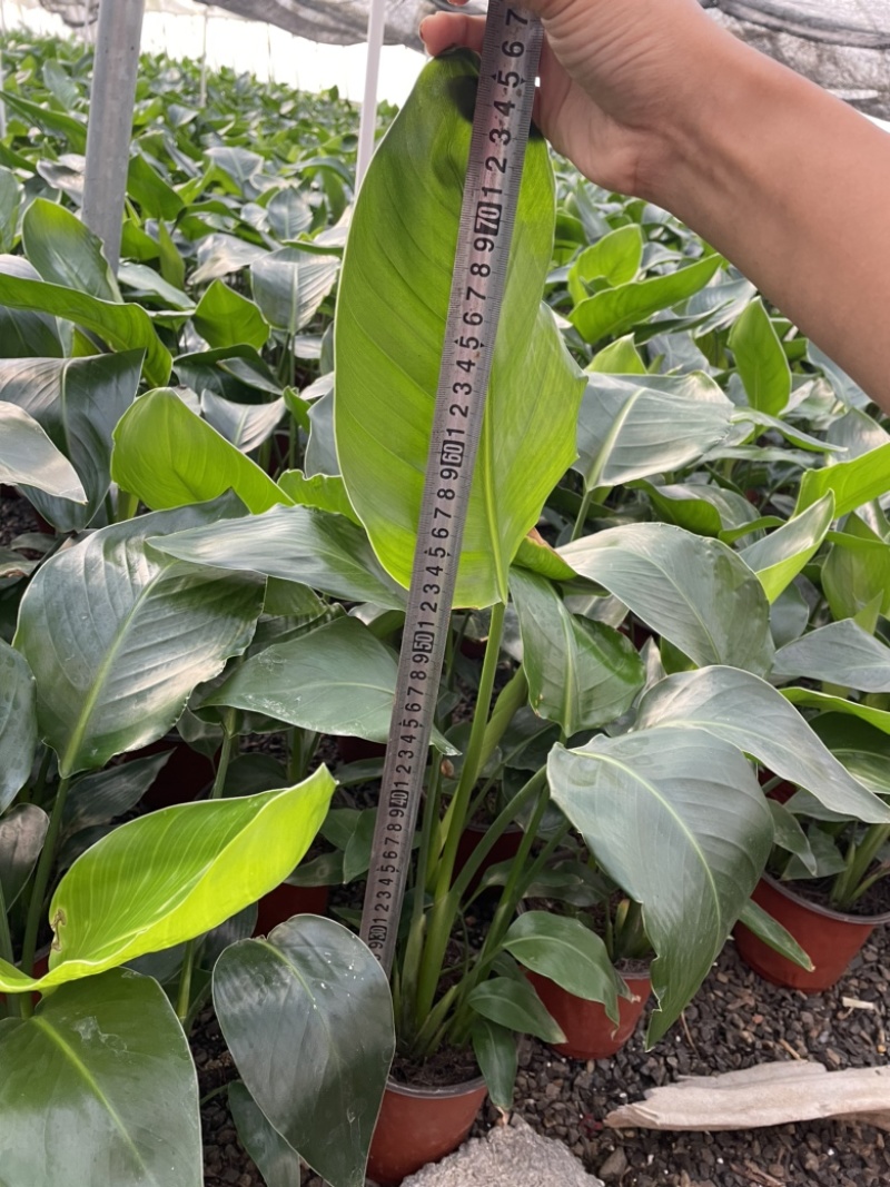 170盆双色盆天堂鸟（鹤望兰）