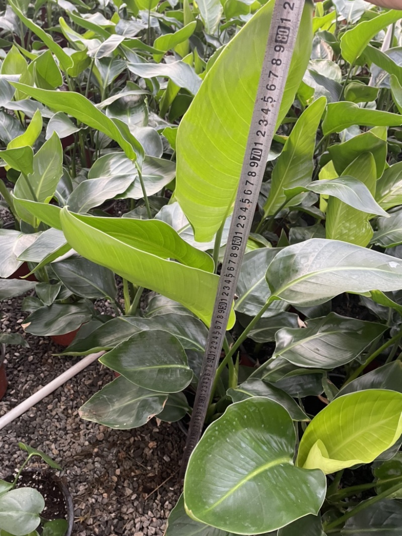 170盆双色盆天堂鸟（鹤望兰）