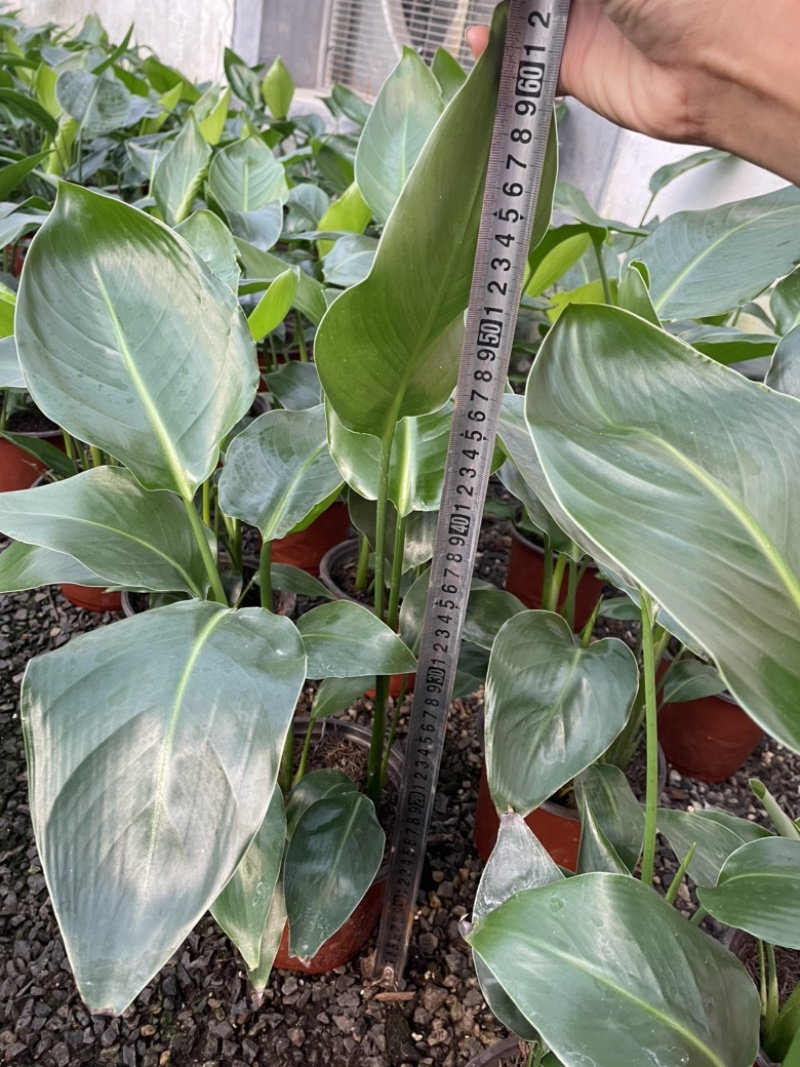 170盆双色盆天堂鸟（鹤望兰）